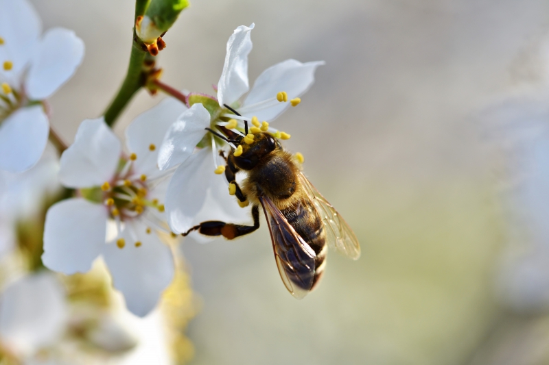 jardinerie-BERRE LES ALPES-min_bee-4092986